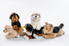 56) Hunde (5-er Sortiment)
