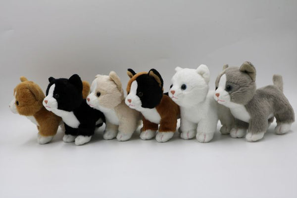 50) Katzen(6-er Sortiment)